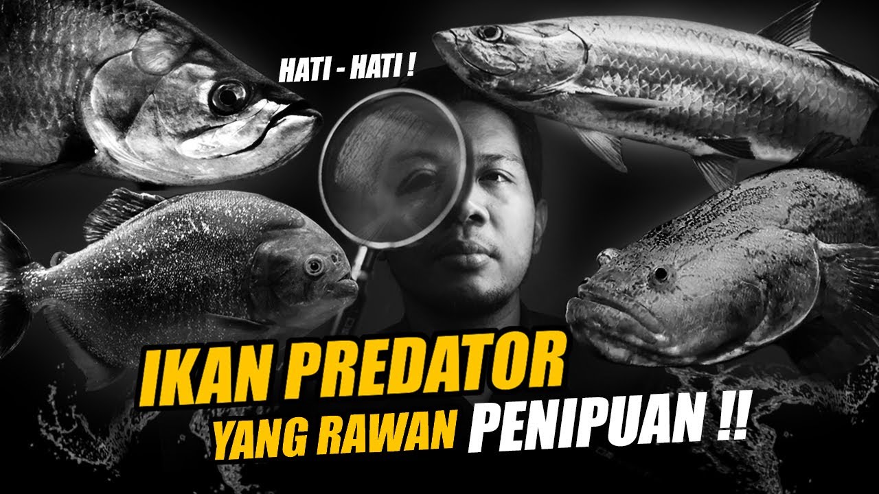 AWAS TERTIPU ‼️ IKAN PREDATOR INI SULIT DI IDENTIFIKASI BRO !