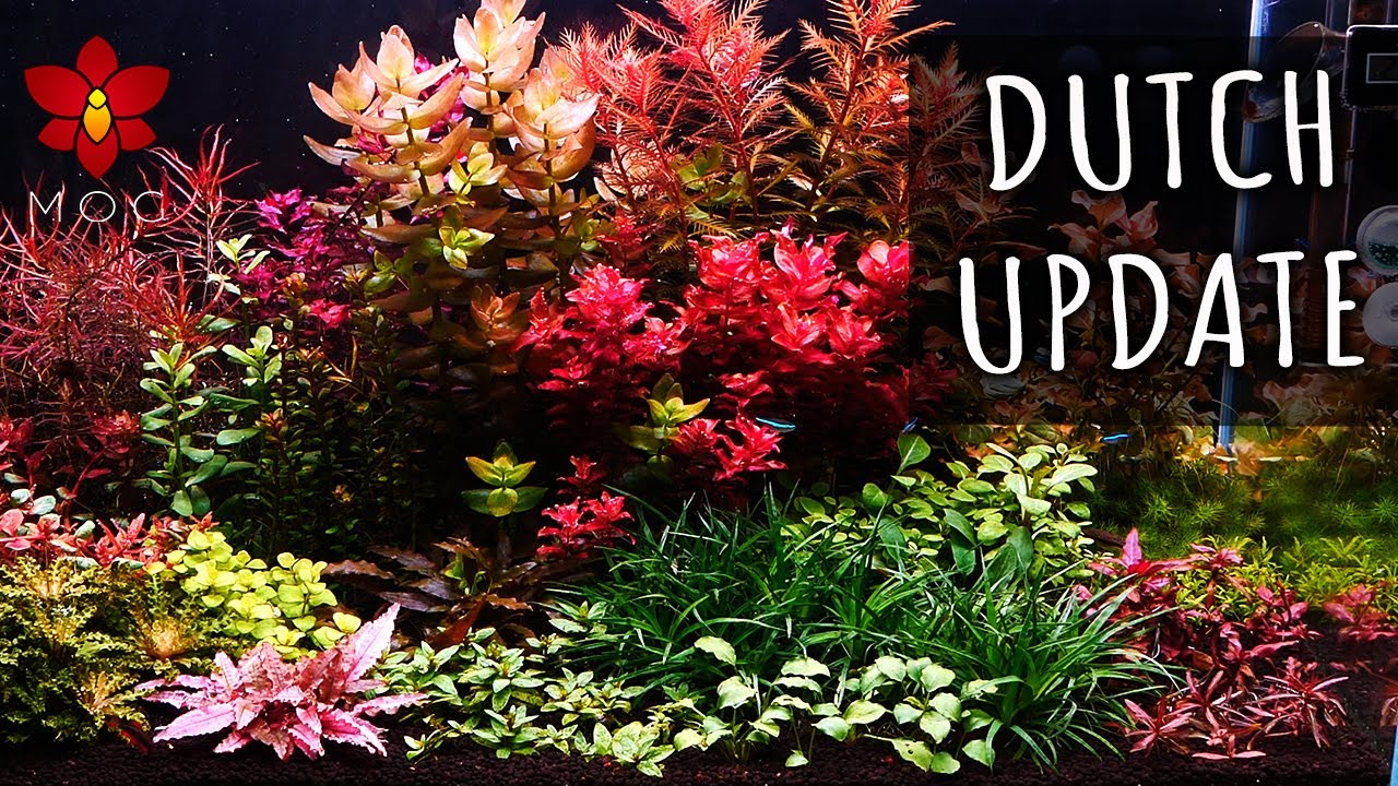 Обновление Dutch Aquascape Aquarium — мой подводный сад растёт! 🥰