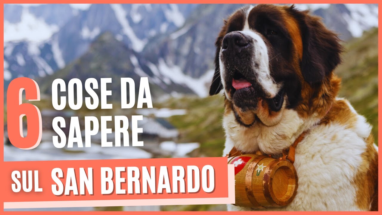 Scopri perché il San Bernardo è il cane perfetto per la famiglia!