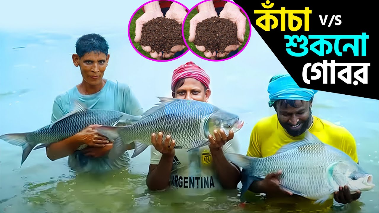 কাঁচা নাকি শুকনো গোবর || সাকিব এগ্রো || মাছ চাষে প্রাকৃতিক খাদ্য তৈরিতে গোবর