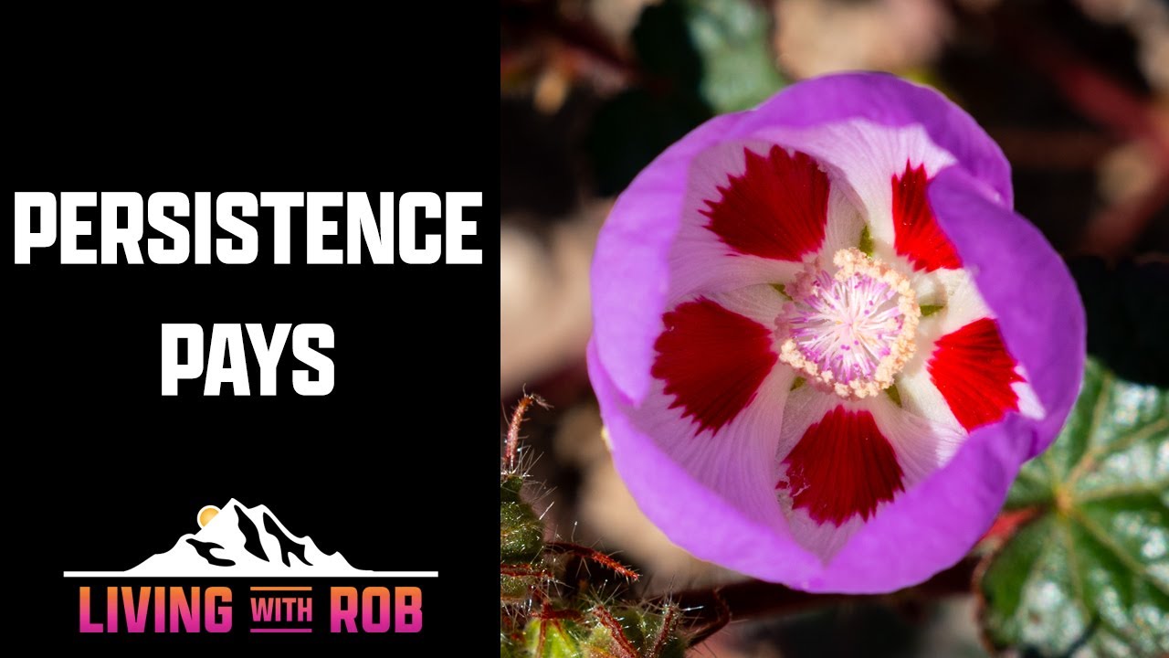 EMBRACING PERSISTENCE~ Lessons from the Desert 5 Spot flower 🌸 🏜
