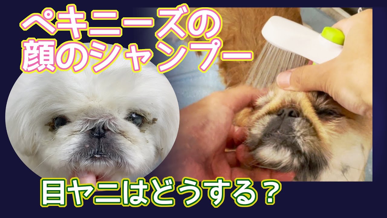 #108 【ペキニーズの顔のシャンプー】