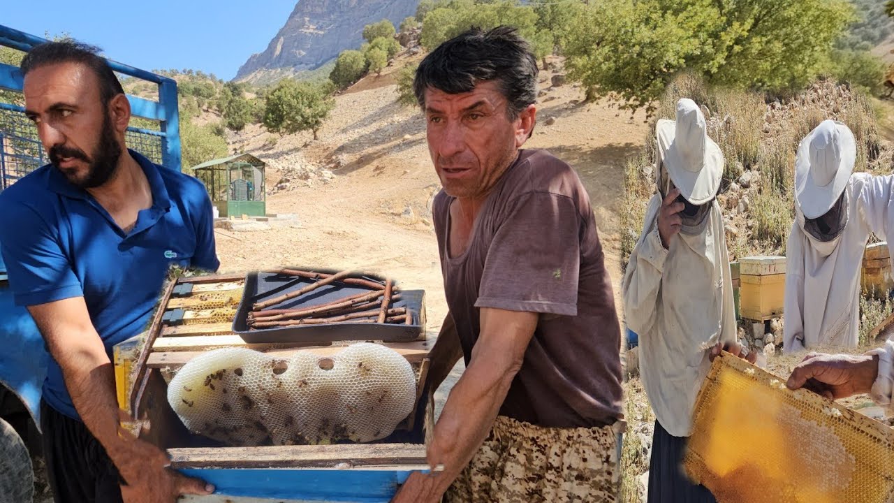 Nomadic life in the heart of nature. Meeting a nomadic family harvesting honey from a mountain hive🐝