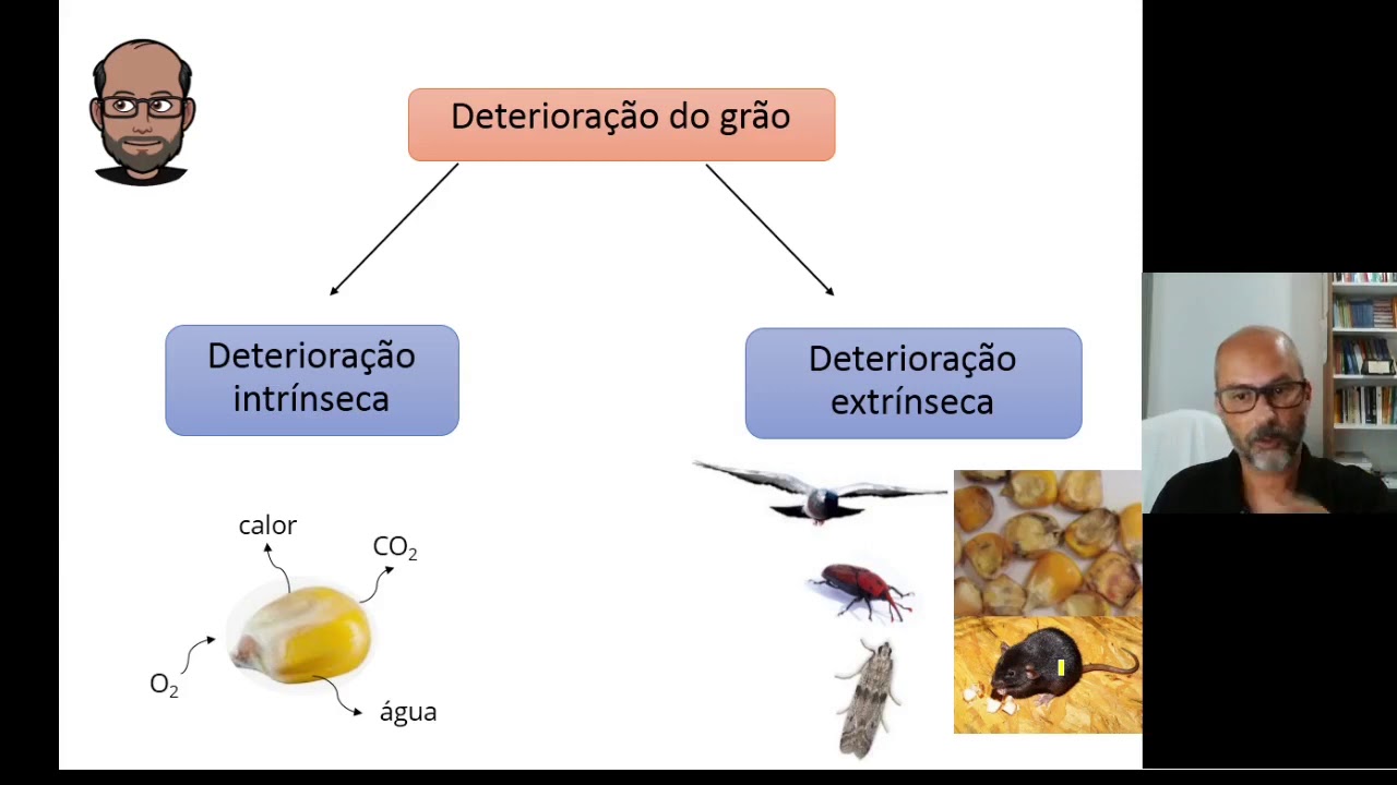 Armazenamento de grãos