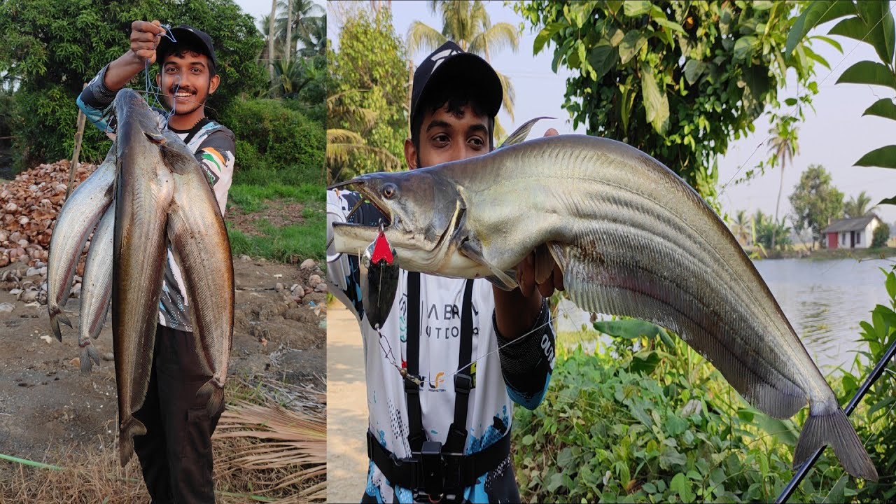 പുതുമഴയിലെ വാള ചാകര.. | kerala monsoon fishing | kerala village fishing | traditional fishing india