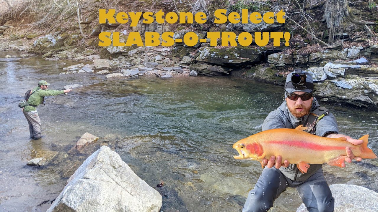 Keystone Select PA Trout Fishing | BIG GOLDEN RAINBOWS!