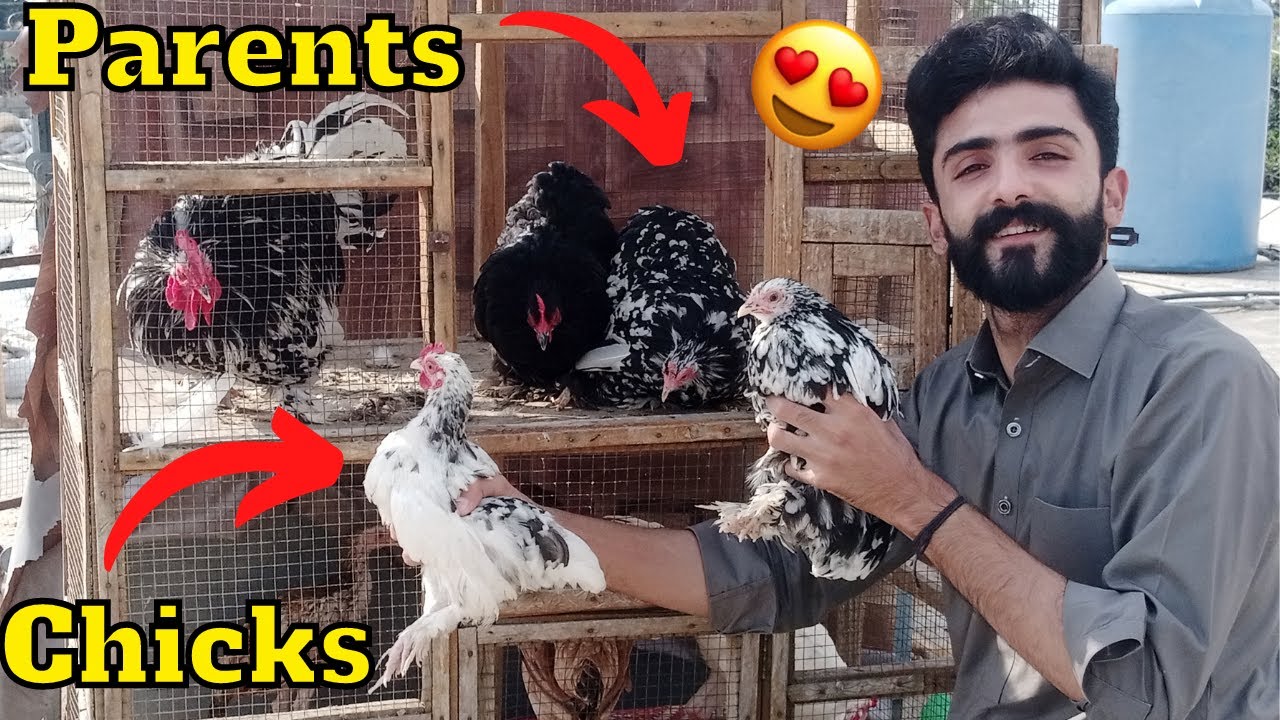 Small Molted Bentum Hens Ready To First Breed 😍 Pets Vlog