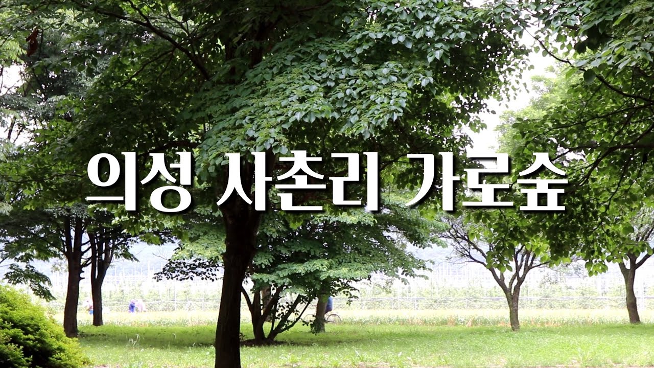 [의성 사촌마을] 사촌리 가로숲 /사촌마을 /만취당
