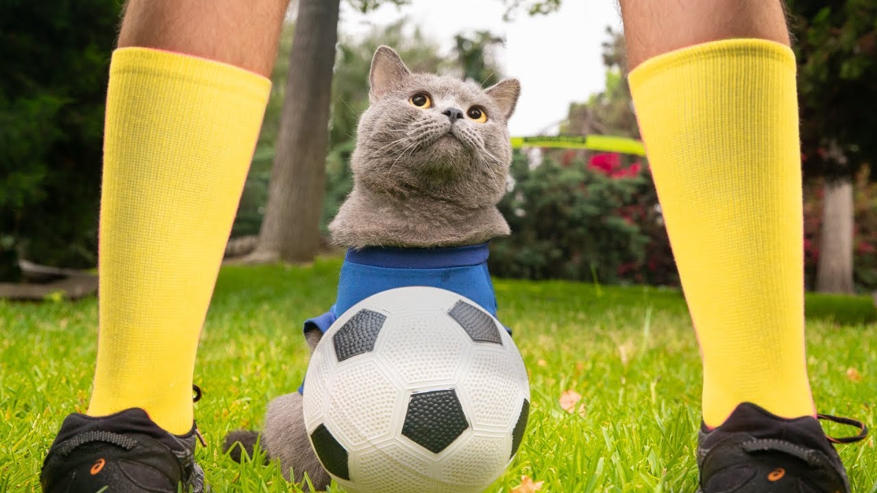 Кошачий Чемпионат Мира