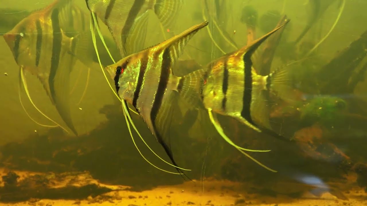 Rio Negro Skalar, Pterophyllum sp. 