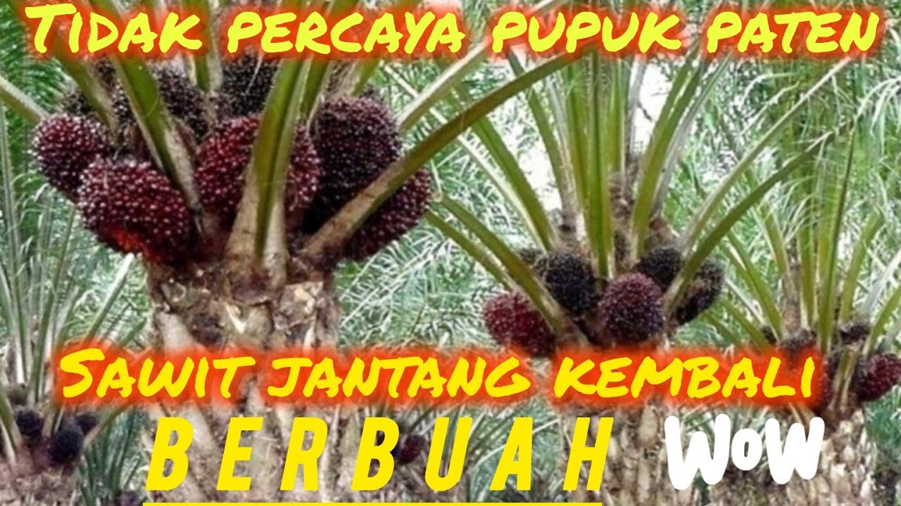 HASIL PUPUK PATEN GOLD ⭕,DENGAN PEMUPUKAN RUTIN DENGAN PATEN GOLD  DI SAWIT JANTANG‼️