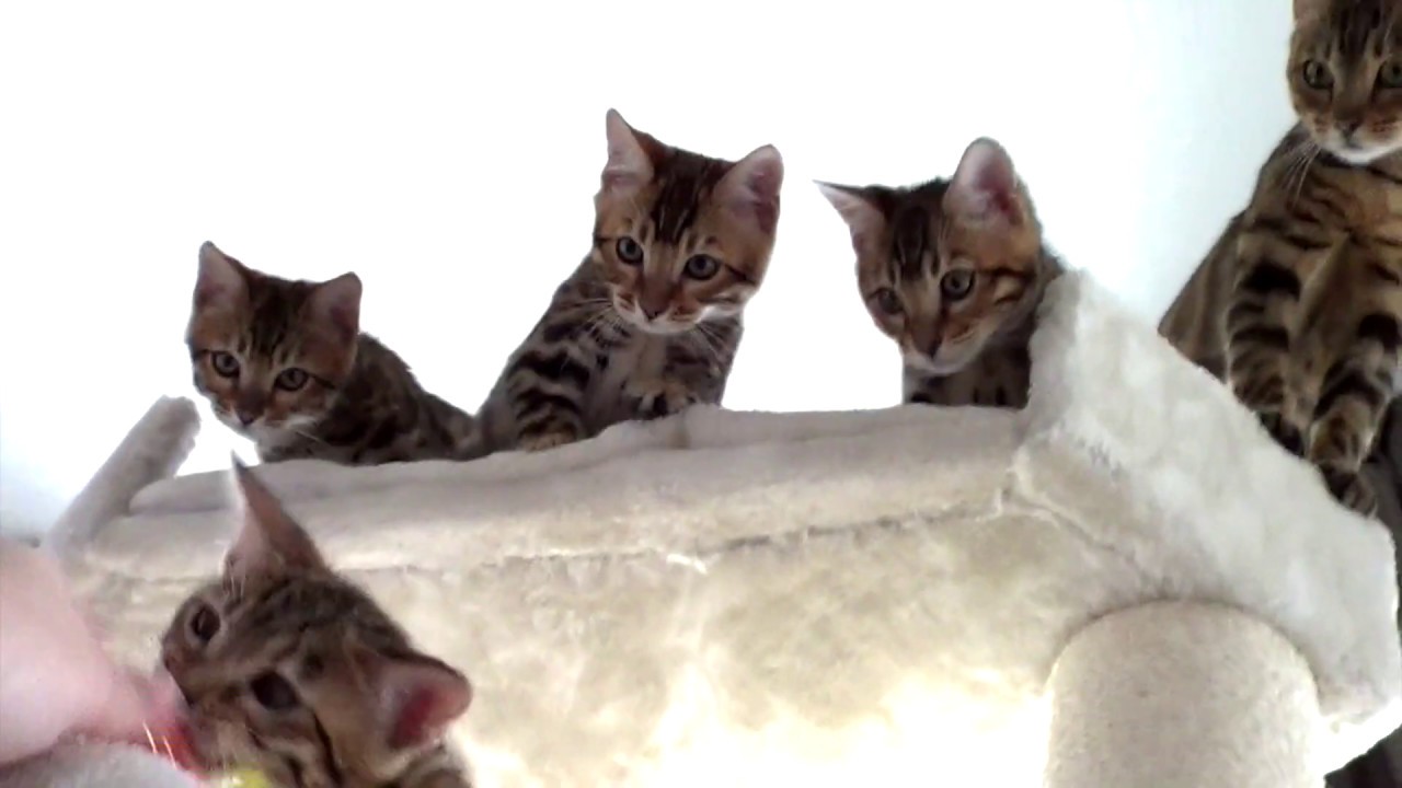 Mother Bengal Plays With her Kittens