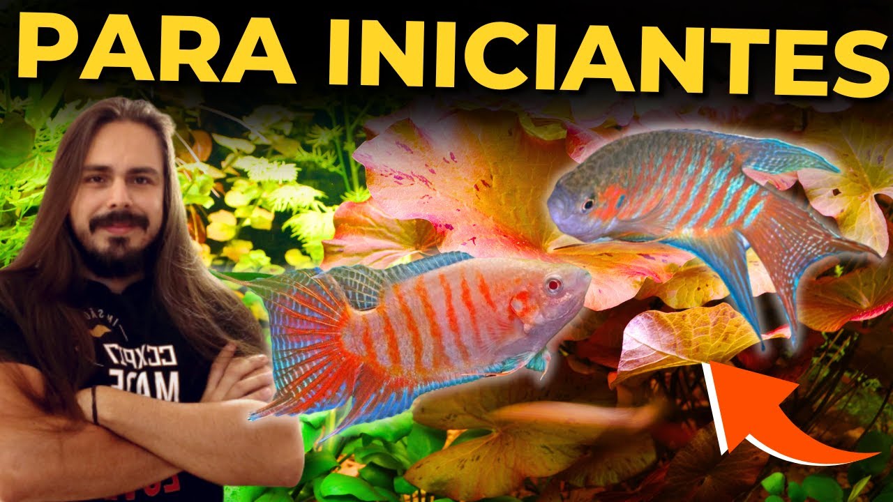 🔴TOP 5 PEIXES POPULARES PARA INICIANTES |Mr. Betta|