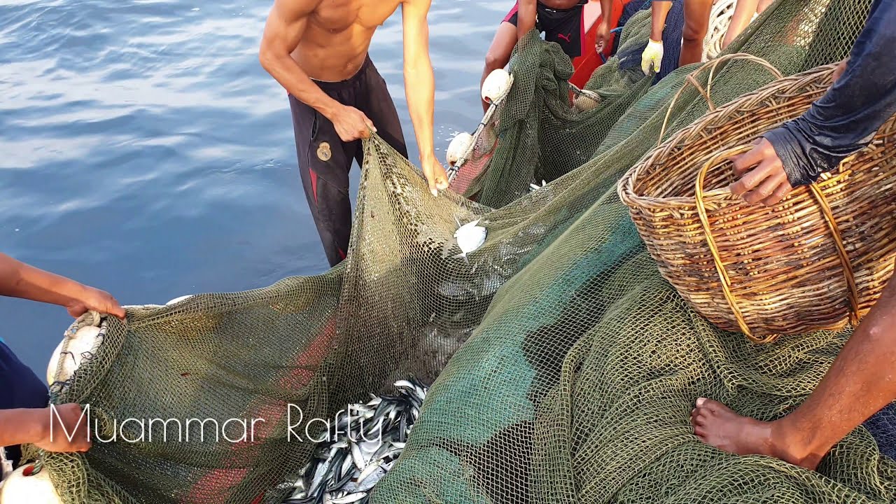 PUKAT CINCIN, Begini Cara Nelayan Aceh Menangkap Ikan Dencis Labuh pagi