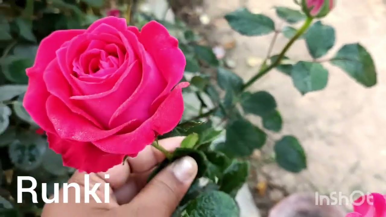 Rose Sweety,Runki, Arshad Bhai, Kanyashree.....