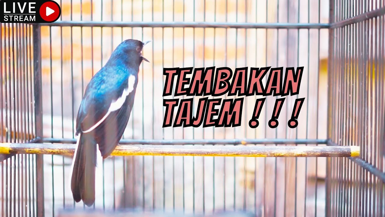 MASTERAN KACER || MASTERAN KACER FULL TEMBAKAN KASAR - MASTERAN BURUNG PALING ISTIMEWA ! ! !