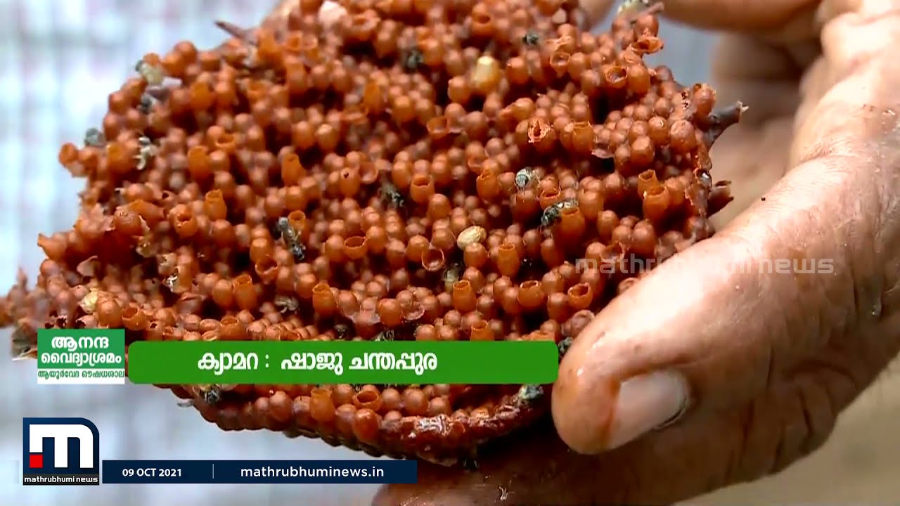 ചെറുതേൻ ഉത്പ്പാദനം എങ്ങനെയെന്നറിയുമോ?  | Mathrubhumi News