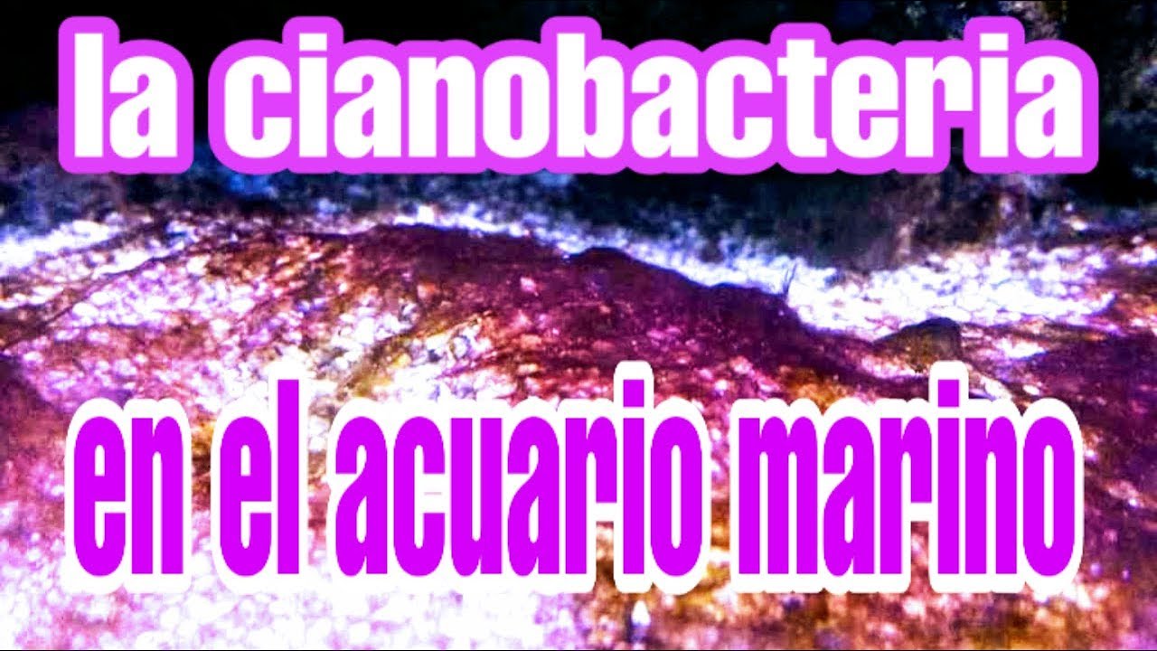 Cómo eliminar la cianobacteria del acuario marino