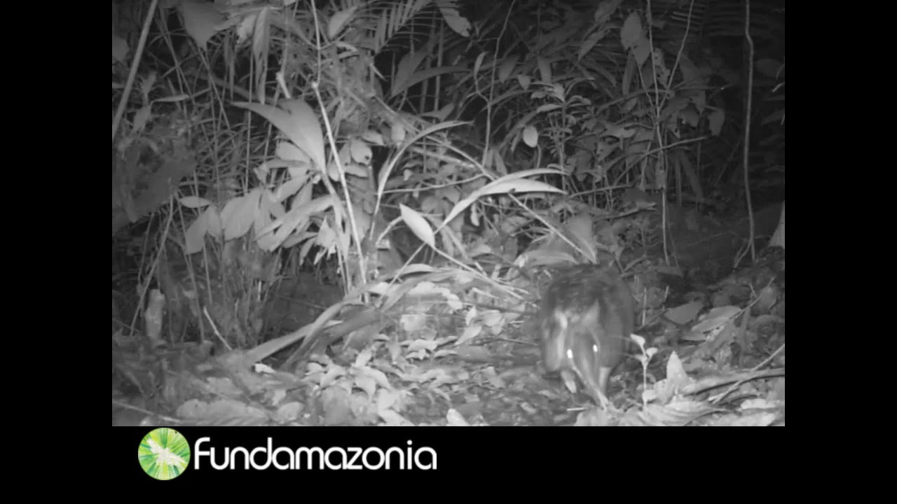 Armadillo, Dasypus novemcinctus 