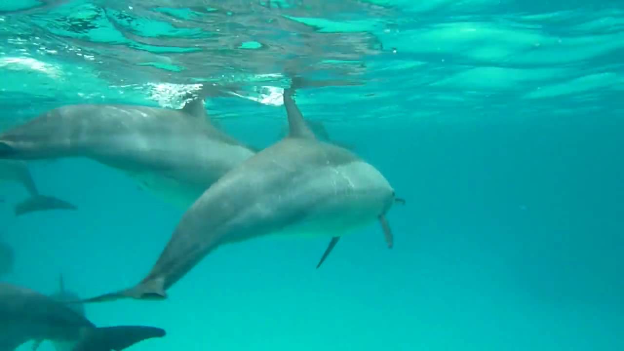 Delfini a Dolphin House - Marsa Alam