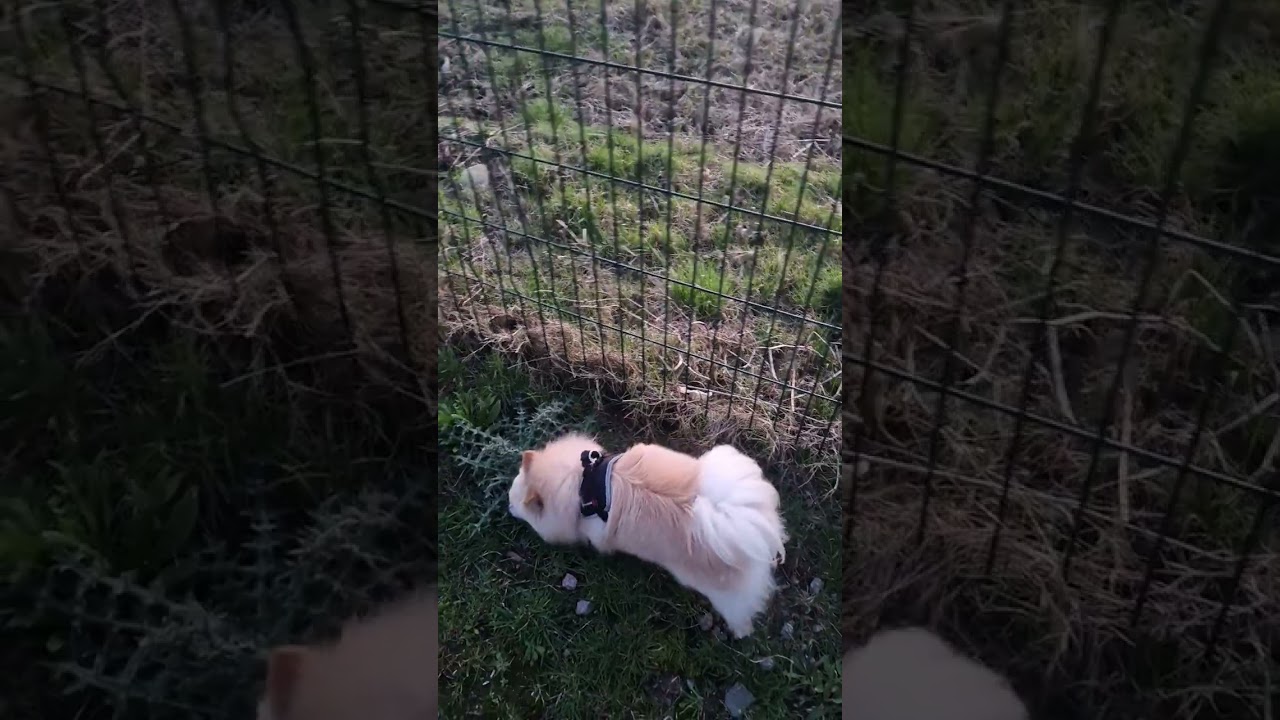 Рэй Хилл — гангстер и босс 😂🤣🤣 Большое сердце