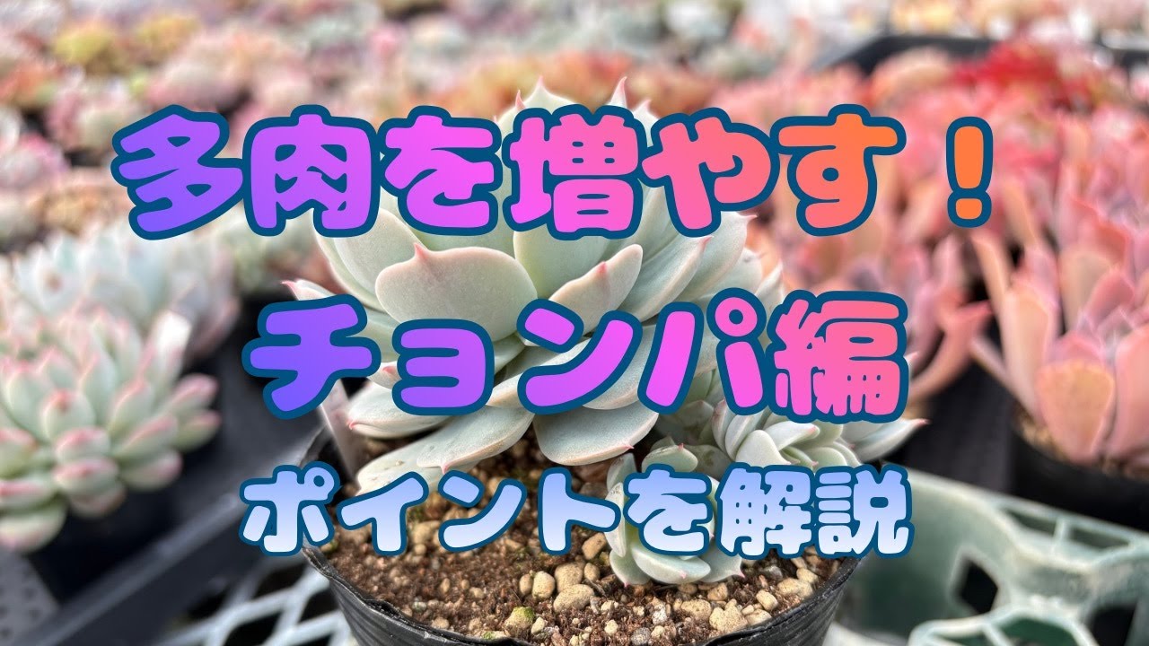 【多肉植物】多肉を増やす！チョンパから葉挿しまで 栃木の多肉生産者 マジッククラウン