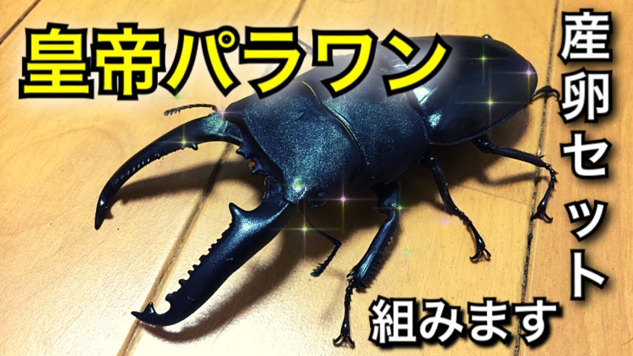 【クワガタ】38話　パラワン オオヒラタ クワガタ 産卵セット 組む 皇帝