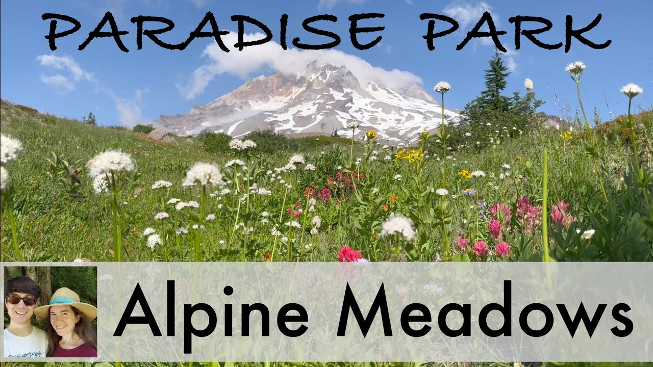 Paradise Park Hike: Stunning Wildflower Meadows at Mount Hood