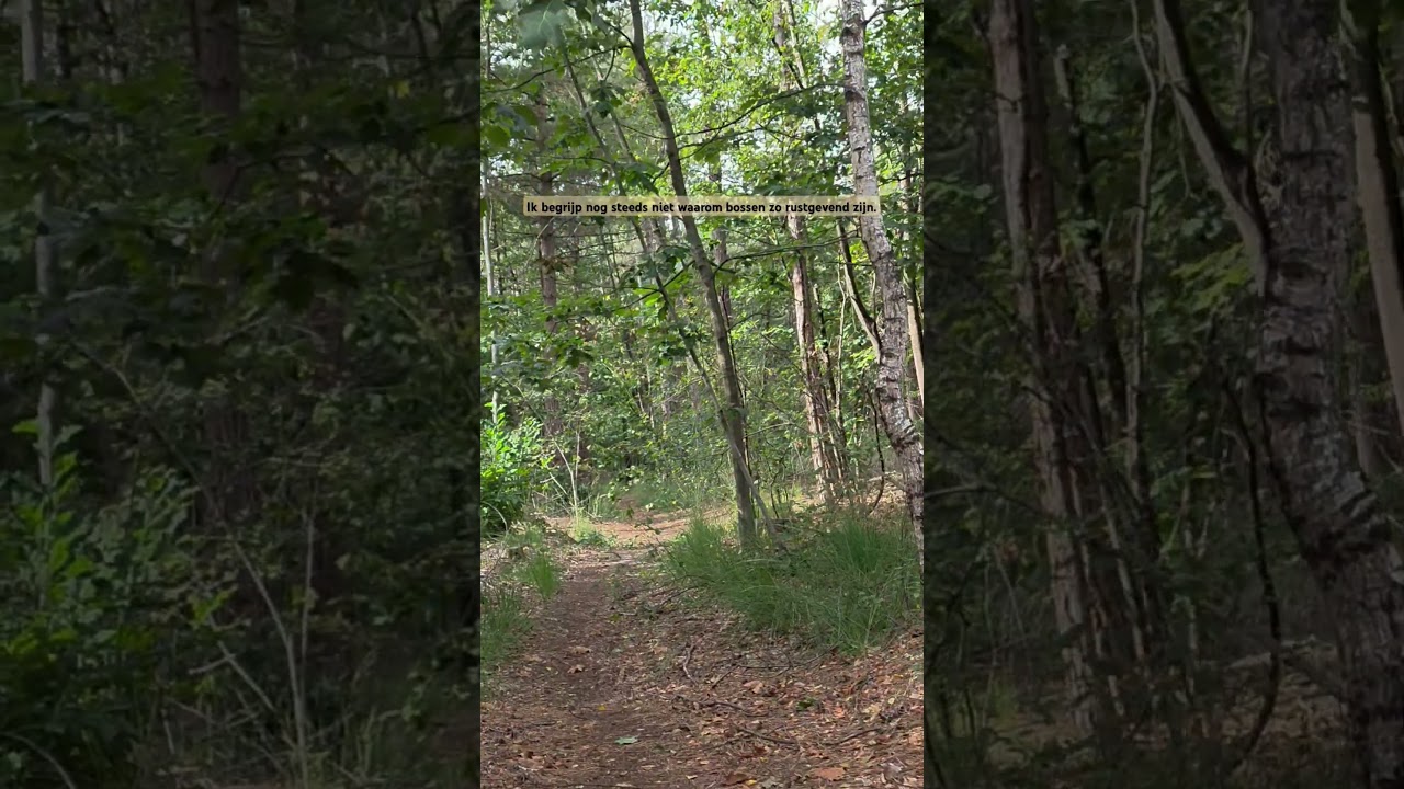 Ik begrijp nog steeds niet waarom bossen zo rustgevend zijn 