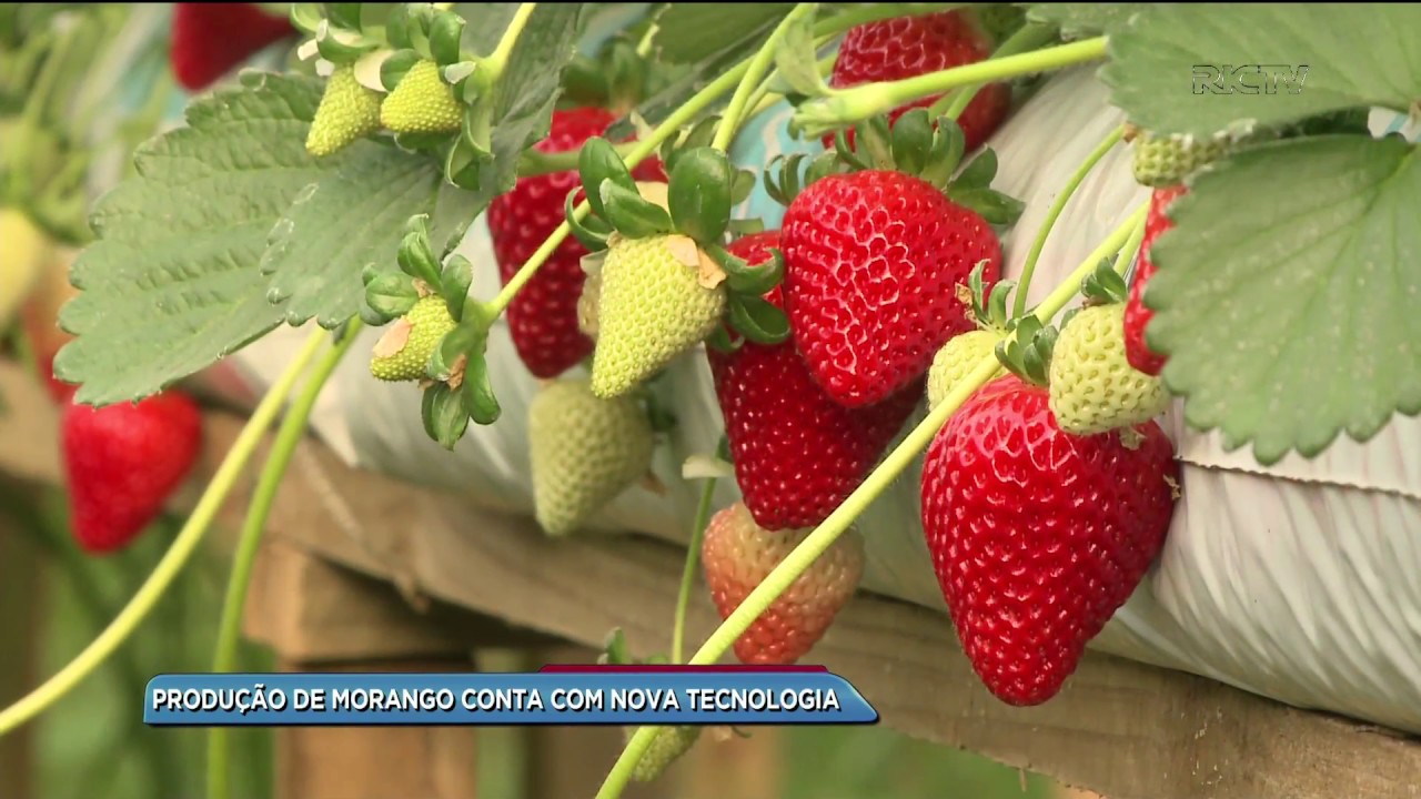 Nova tecnologia ajuda na produção de morangos