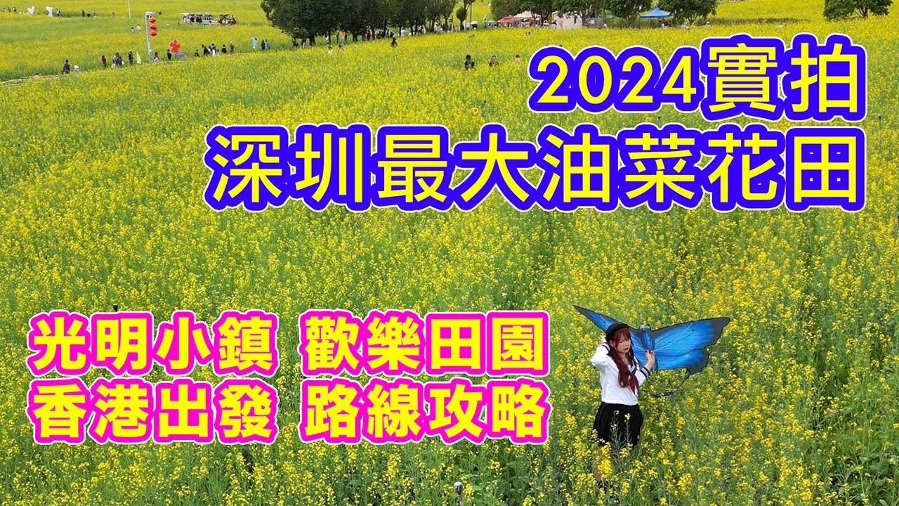 【光明小鎮 - 歡樂田園 油菜花田】西九龍高鐵站出發 | 深圳最大油菜花田 | 光明城站 | 圳美站 | 光明藍鯨世界 | 航拍油菜花田