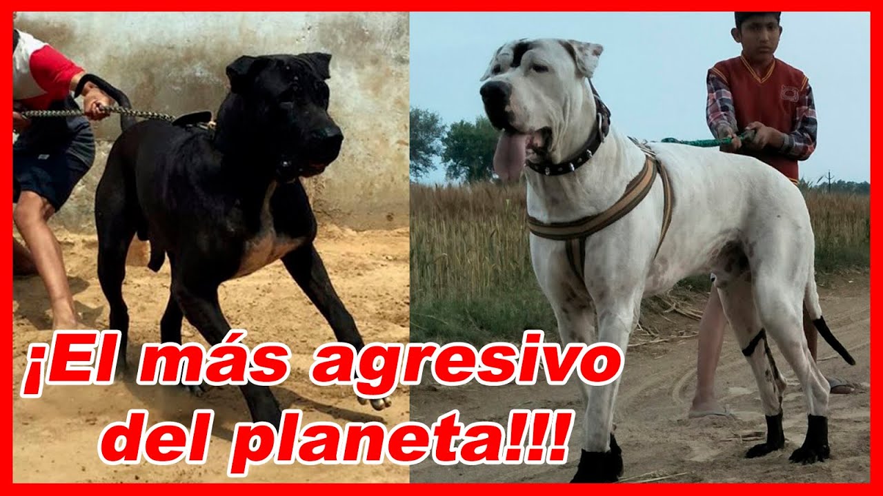 El BESTIAL BULLY KUTTA – curiosidades y CARACTERÍSTICAS