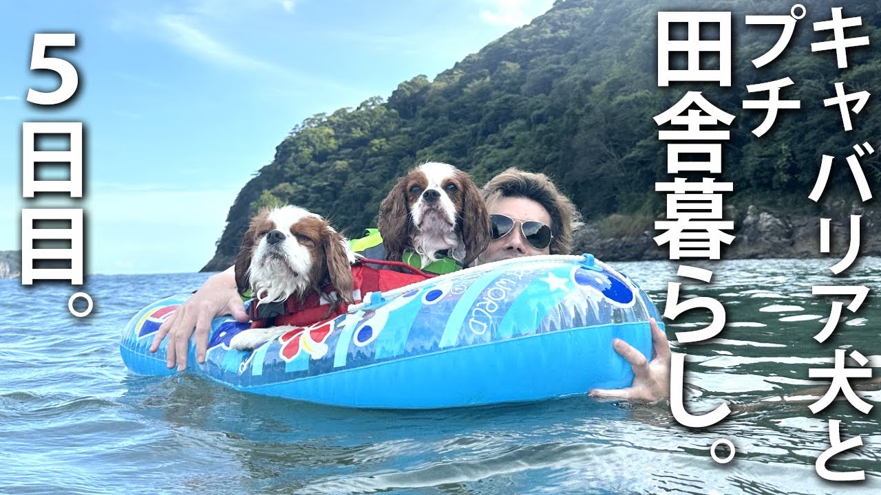 【キャバリア犬とプチ田舎暮らし③】お兄ちゃんと絆が深まった海デビュー必死可愛すぎたｗｗ【5日目】