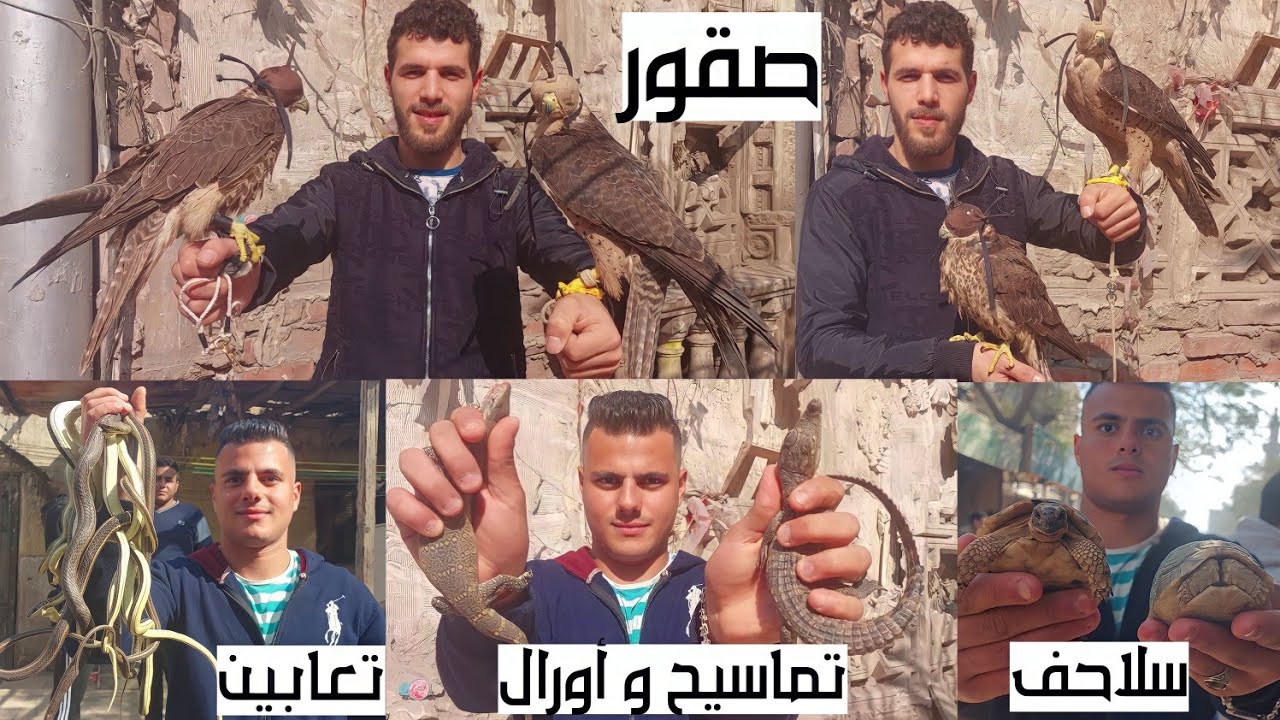 سوق الجمعة بالسيدة عائشة بالاسعااار صقور حدايات تماسيح ورل نيلى سلاحف تعابين هامستر و
