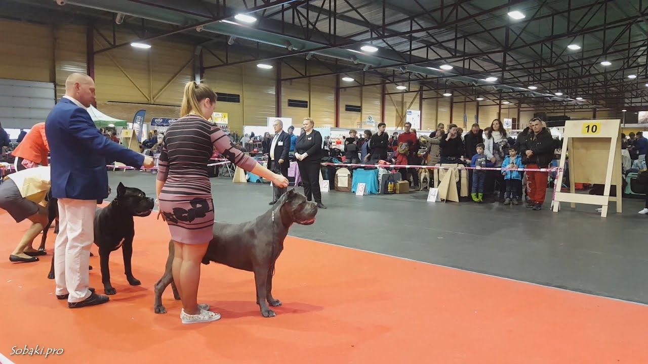 КАНЕ-КОРСО. Выставка собак FCI CACIB 20.03.2016 в Риге
