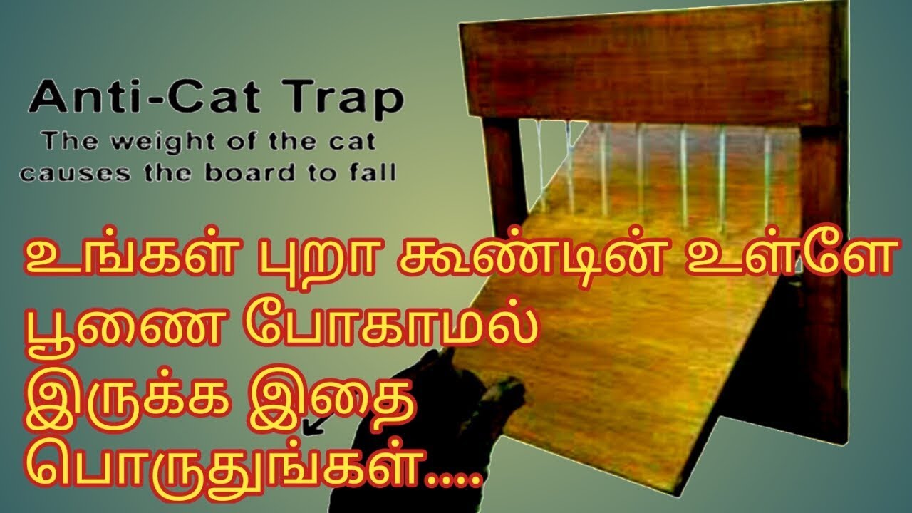 உங்கள் புறா கூண்டின் உள்ளே பூணை போகாமல் இருக்க இதை பொருதுங்க..