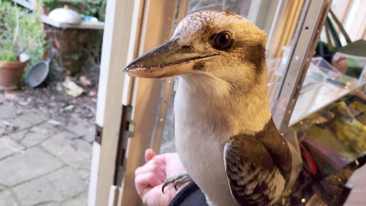 Who wants to ride the arm bus? Wild magpies and kookaburras!
