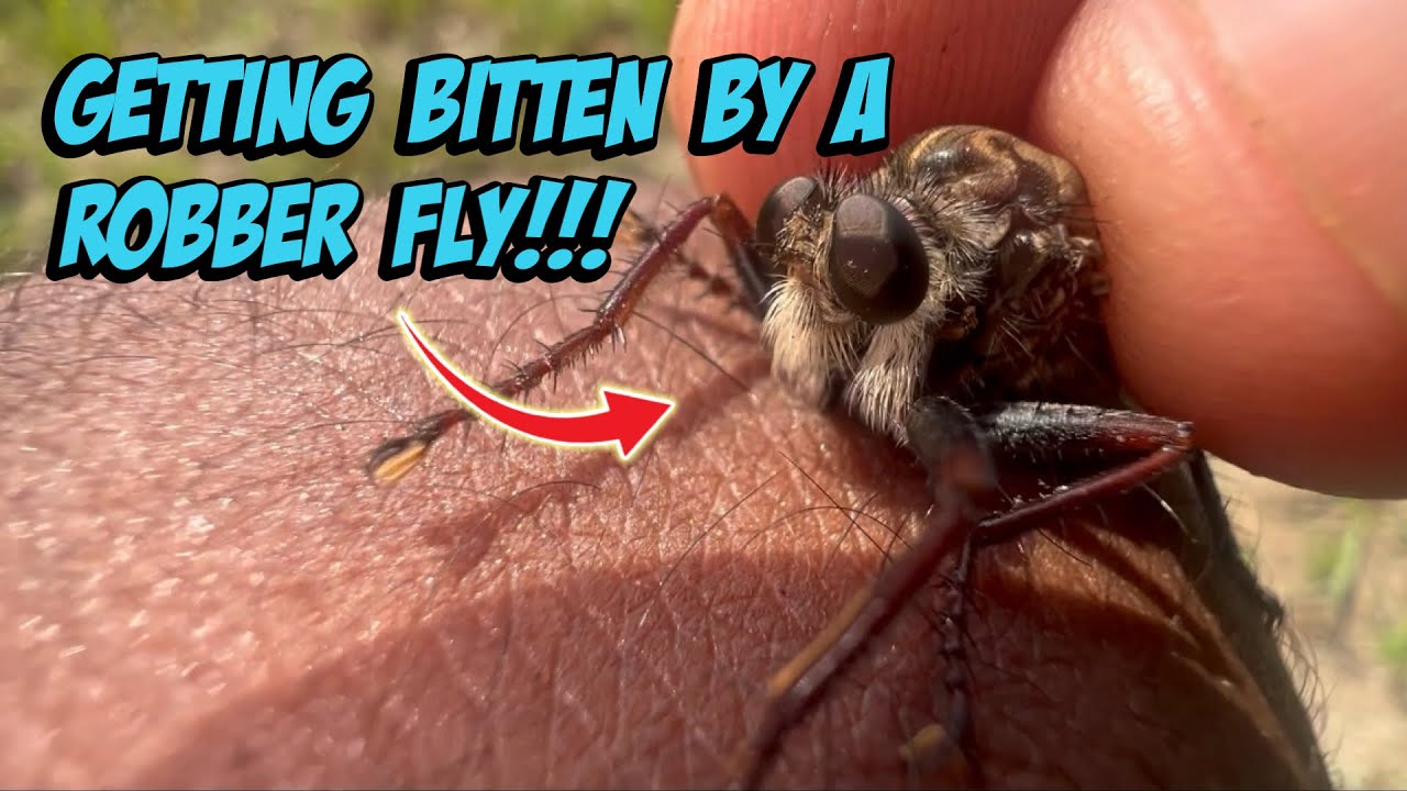 Getting Bitten By a Robber Fly!!!