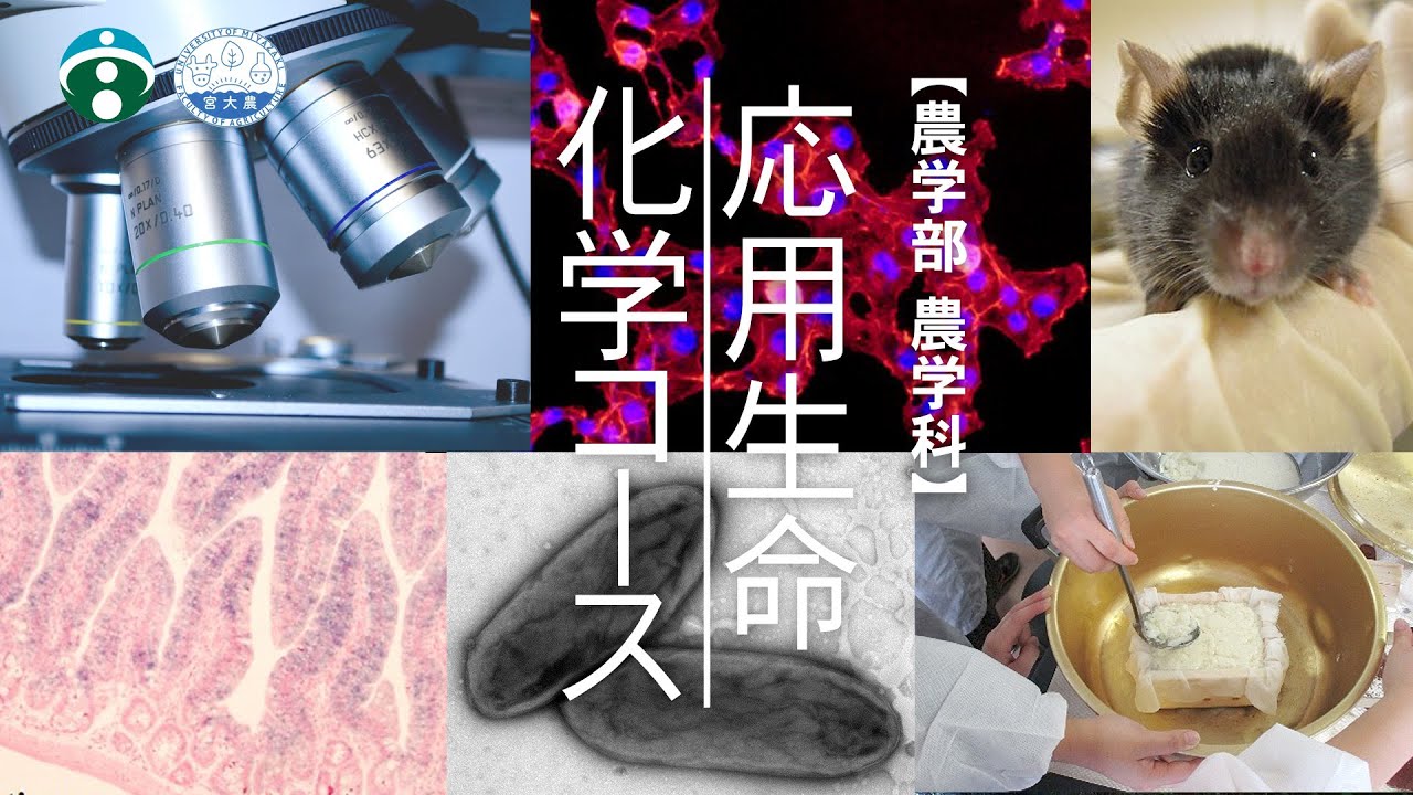 生命・食料・環境・エネルギーに関する事を分子レベルで学びたい、そんなあなたには応用生命化学コースがおすすめです