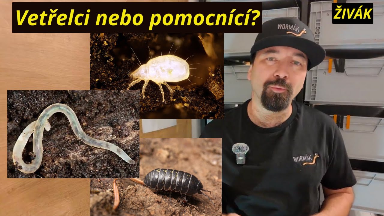 |WORMÁK| Život v pozadí: Kdo další obývá váš vermikompostér? - ŽIVÁK