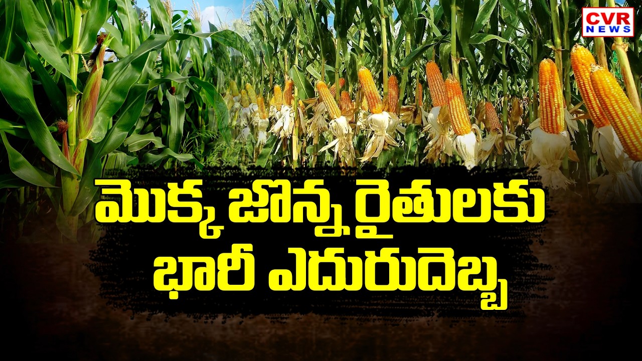 మొక్క జొన్న రైతులకు భారీ ఎదురుదెబ్బ | BIG Shock Eluru District Maize Farmers | CVR News