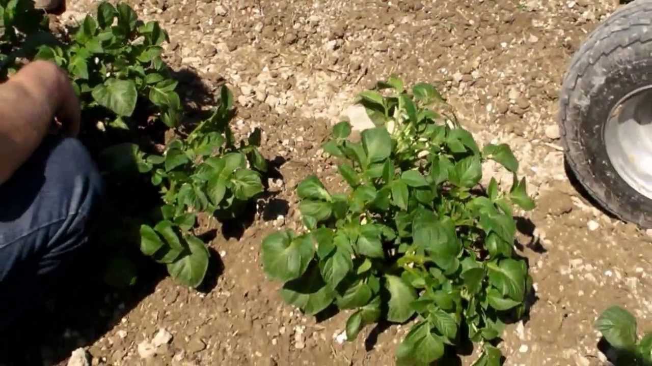 Demo herse etrille treefler dans des pommes de ter