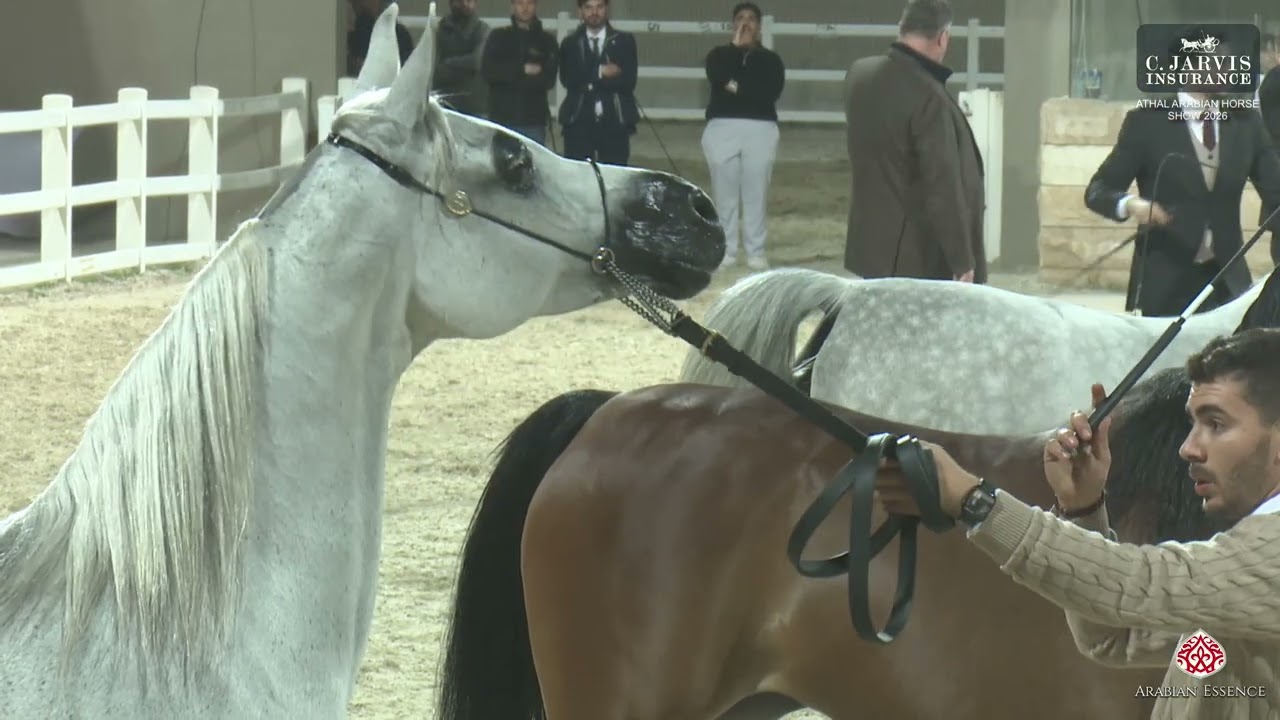 Athal Arabian Horse Show 2026   Class   Senior Mares Championship