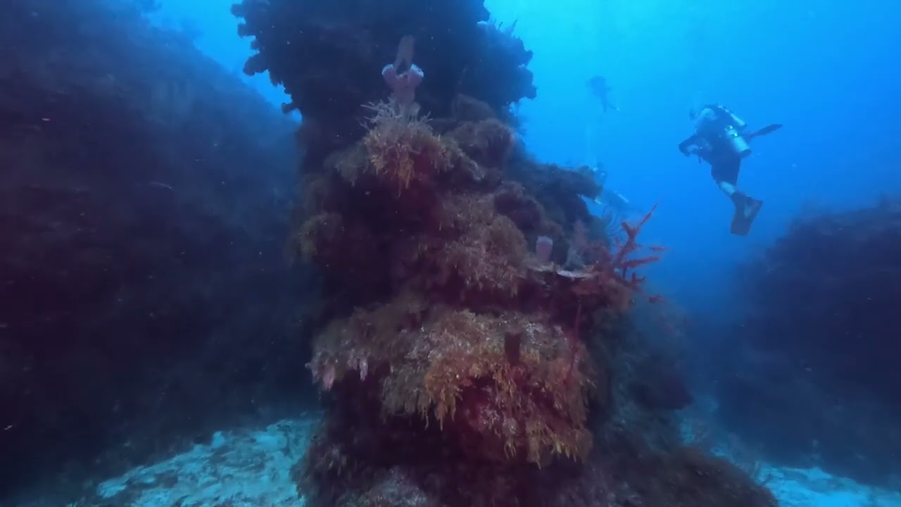 Diving the Canyons off San Pedro