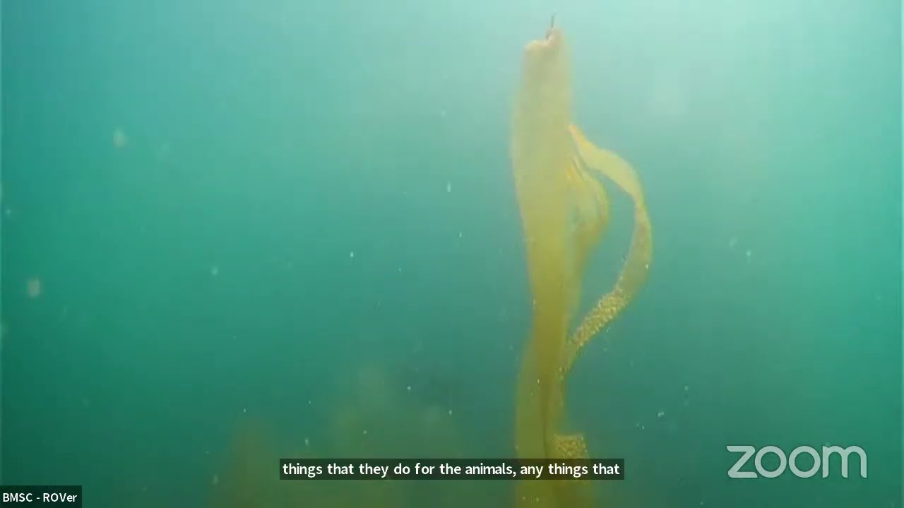 Rescuing Kelp with the Kelp Rescue Initiative! (Science Odyssey 2023)