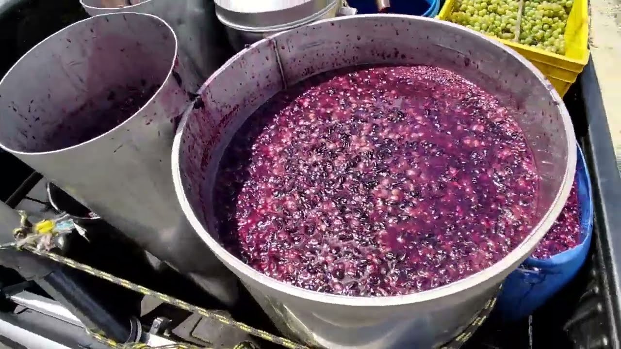 Como fazer vinho artesanal safra 2022