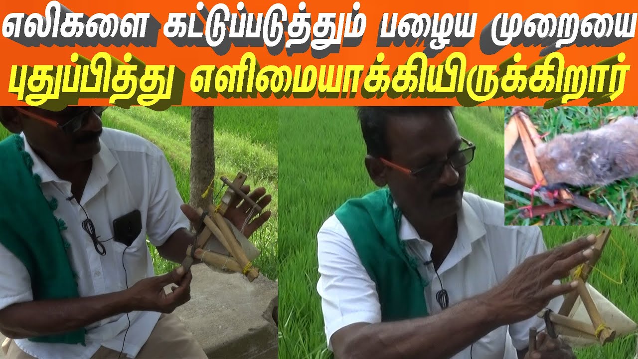 எலிகளை எளிமையாக கொள்ளும் எலிகிட்டி எப்படி வேலைசெய்யுது பாருங்க