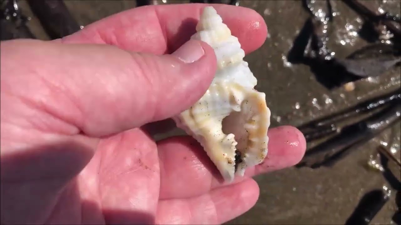 Uncovering Shells: 9 Minutes of Shelling on a WINDY Beach Day