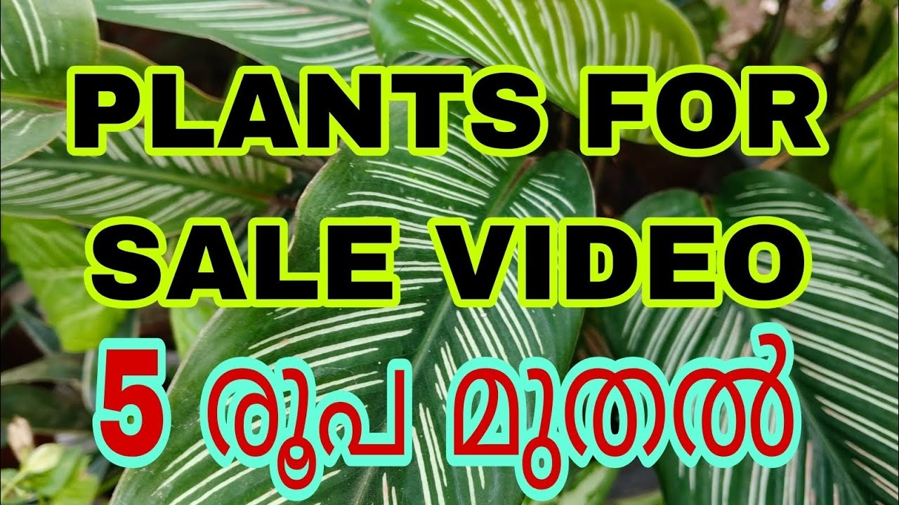 PLANTS FOR SALE  | Tasty world | Malayalam sale video 