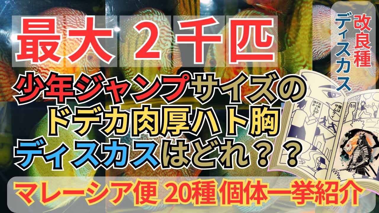 国内最大級のディスカス在庫量！！お馴染みドデカ肉厚鳩胸な改良種ディスカスがマレーシア便で入荷。圧倒的な大迫力の超極美個体群も大量集結。ブリーディングストックの繁殖即戦力ペアなど。繁殖副業ブリーダー